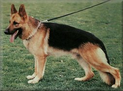 Sunhaze kennels hotsell